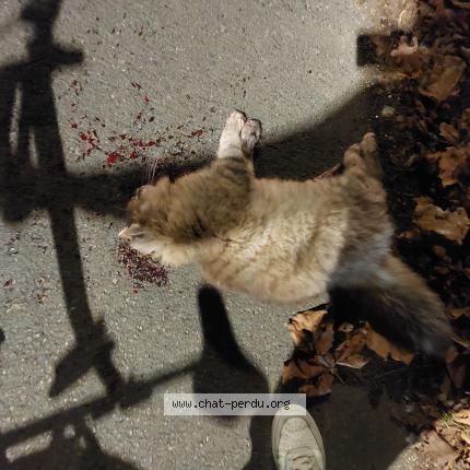 Photo 1/1 Chat trouvé Trouvé à Antony