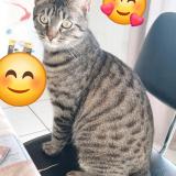 Photo de chat perdu à Boisset