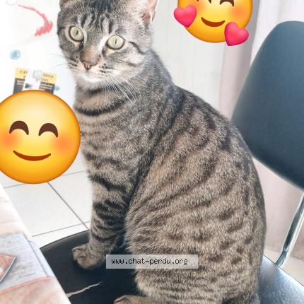 Photo 1/1 Rio Chat perdu à Boisset