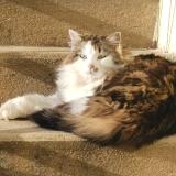 Photo de chat perdu à Saint Vallier