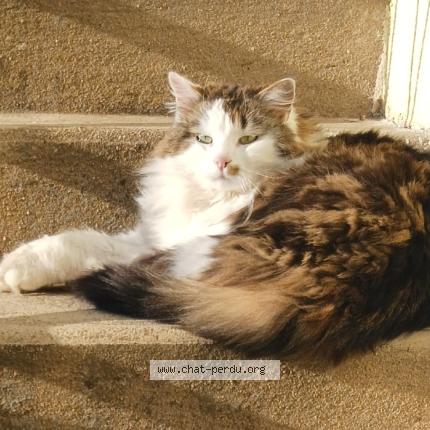 Photo 1/1 Filou Chat perdu à Saint vallier