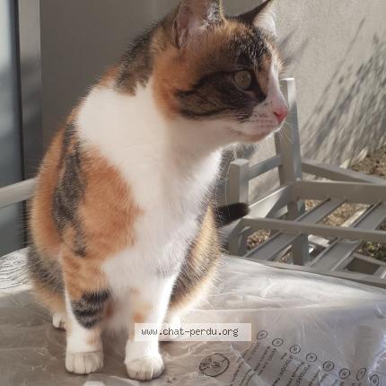 Photo 1/1 TACITA Chat perdu à Grezieu la varenne