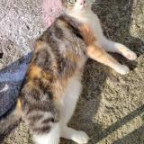 Photo de chat perdu à La Glacerie