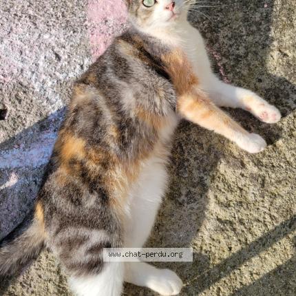 Photo 1/1 Romance Chat perdu à La glacerie