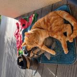 Photo de chat perdu à Effiat