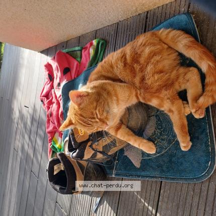 Photo 1/1 Mimi Chat perdu à Effiat