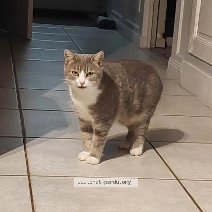 Photo 1/1 Grisouille Chat perdu à Montchanin