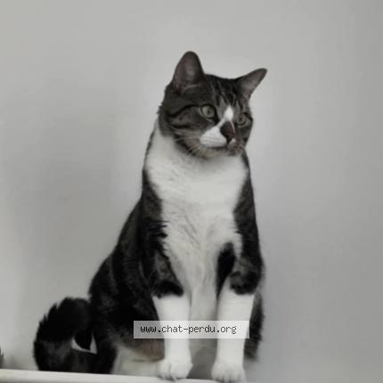 Photo 1/1 Lucien Chat perdu à Bayonne