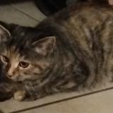 Photo de chat trouvé à Grieges