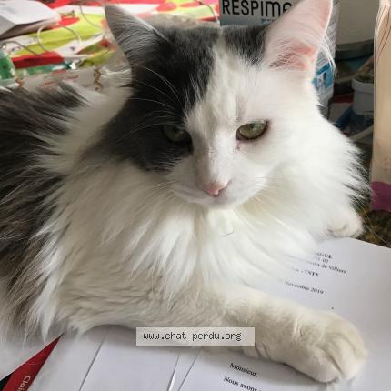 Photo 1/1 Bébé Chat perdu à Narrosse