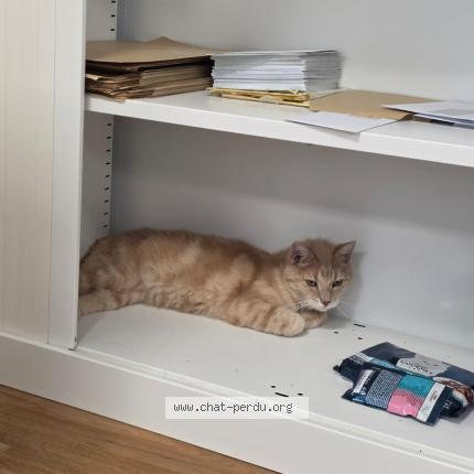 Photo 1/3 Tigrou Chat perdu à Gentilly