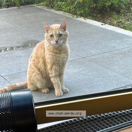 Photo 2/3 Tigrou Chat perdu à Gentilly