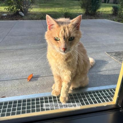 Photo 3/3 Tigrou Chat perdu à Gentilly