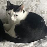 Photo de chat perdu à Berchem St Agathe