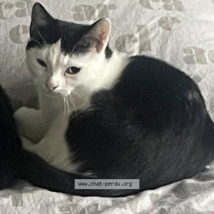 Photo 1/1 Alvin Chat perdu à Berchem st agathe