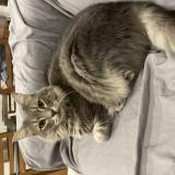 Photo de chat perdu à Le Pradet