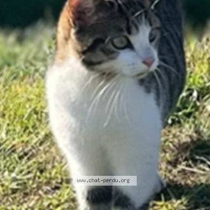 Photo 1/1 NALA Chat perdu à Cussac sur loire