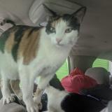 Photo de chat perdu à Los Angeles