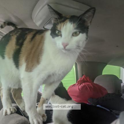 Photo 1/1 Red Chat perdu à Los angeles