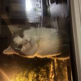 Photo de chat trouvé à Ascq