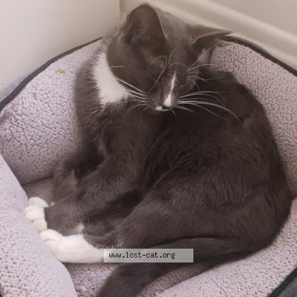 Photo 1/1 Chat trouvé Trouvé à Skokie il 60077