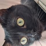 Photo de chat perdu à Trainou