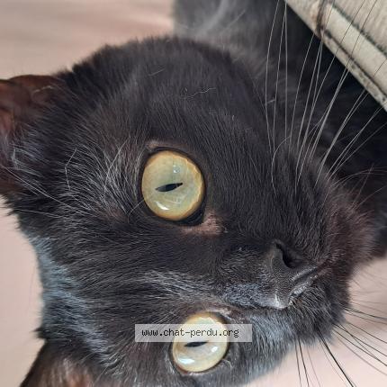 Photo 1/1 Louna Chat perdu à Trainou
