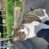 Photo de chat perdu à Itxassou