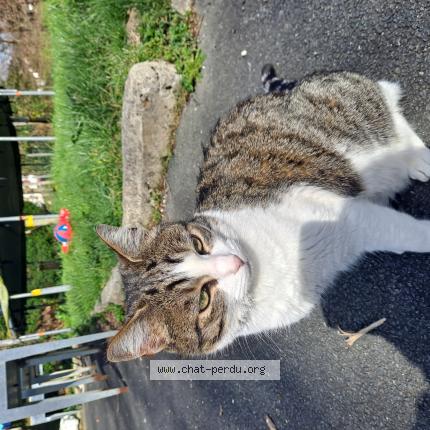 Photo 1/1 Moon Chat perdu à Itxassou