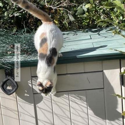 Photo de chat perdu à Saint Laurent Sur Oust