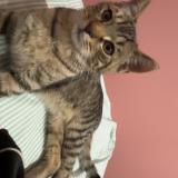 Photo de chat trouvé à Ricamarie