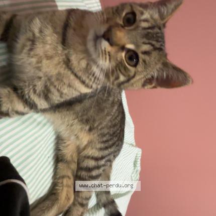 Photo 1/1 Chat trouvé Trouvé à Ricamarie