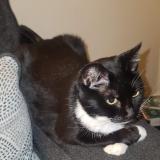 Photo de chat perdu à Baltimore