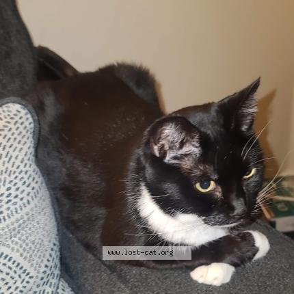 Photo 1/1 Jill Chat perdu à Baltimore