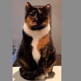 Photo de chat perdu à Double Bay