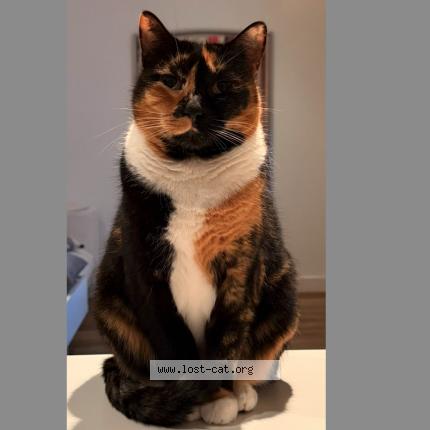 Photo 1/1 Nina Chat perdu à Double bay