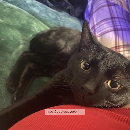 Photo 1/1 Bagera Chat perdu à Suisun