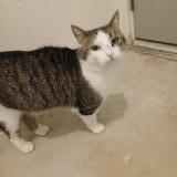 Photo de chat trouvé à Colfax