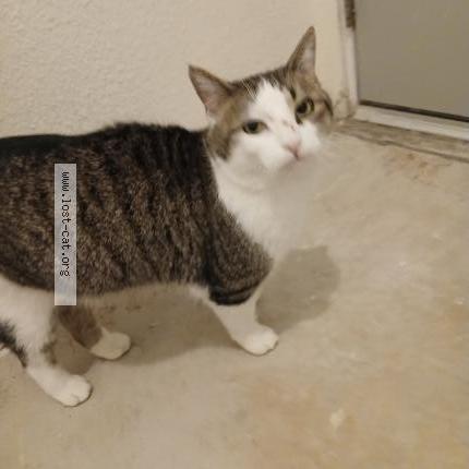 Photo 1/1 Chat trouvé Trouvé à Colfax