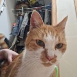 Photo de chat trouvé à Shakopee