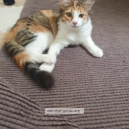 Photo 1/1 Chat retrouvé Perdu à Cornebarrieu
