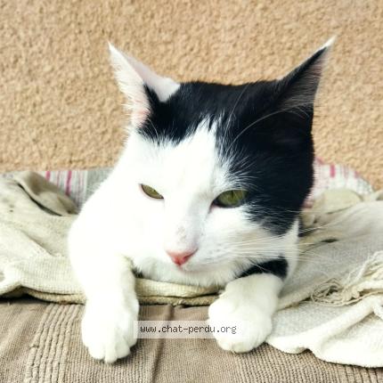 Photo 1/1 Chat retrouvé Perdu à Colomiers