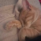 Photo de chat perdu à St Etienne