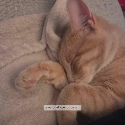 Photo 1/1 Chat retrouvé Perdu à St etienne