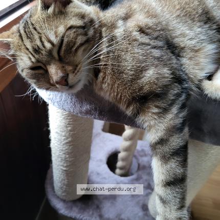 Photo 1/3 Marley Chat perdu à Fontenay st pere