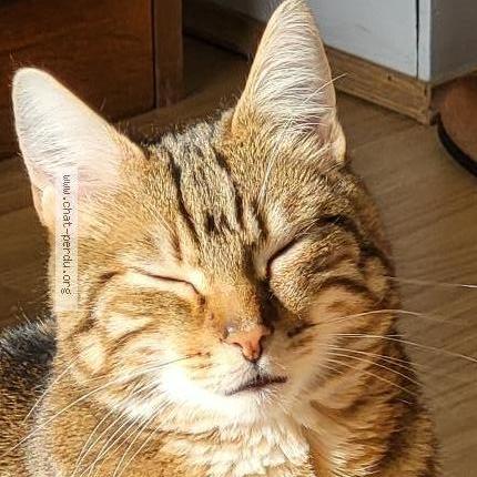 Photo 2/3 Marley Chat perdu à Fontenay st pere