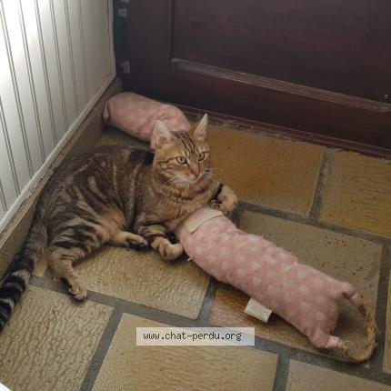 Photo 3/3 Marley Chat perdu à Fontenay st pere