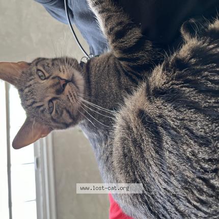 Photo 1/1 Merlin Chat perdu à Sioux city