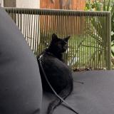 Photo de chat perdu à Nantes