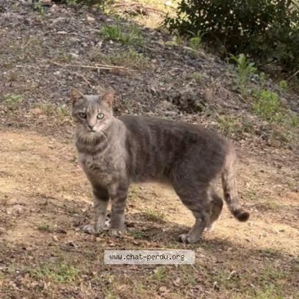 Photo 2/3 Boogie Chat perdu à Saint drezery